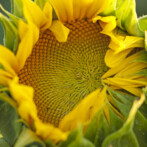 Celebrating 4 Years of Sunflower Inspiration!