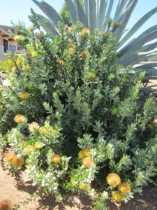 pincushion protea plant