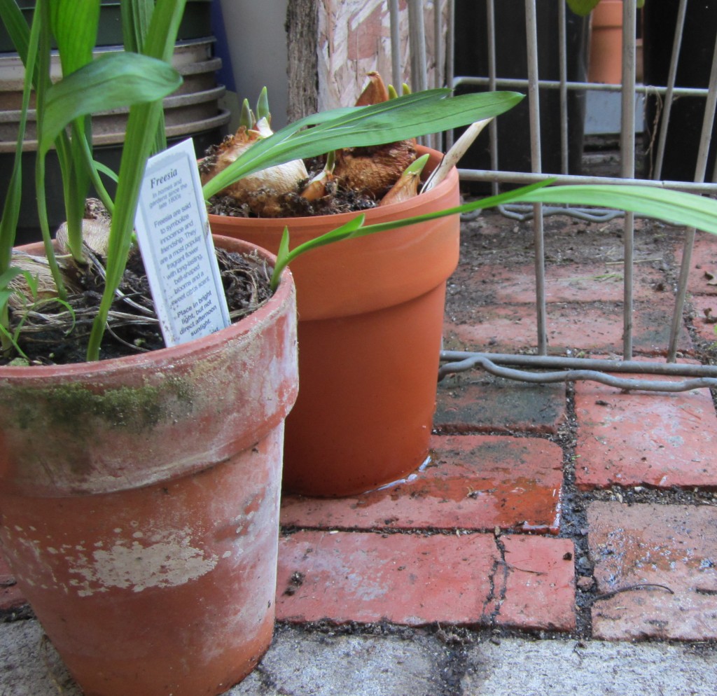 freesia and tulip bulbs