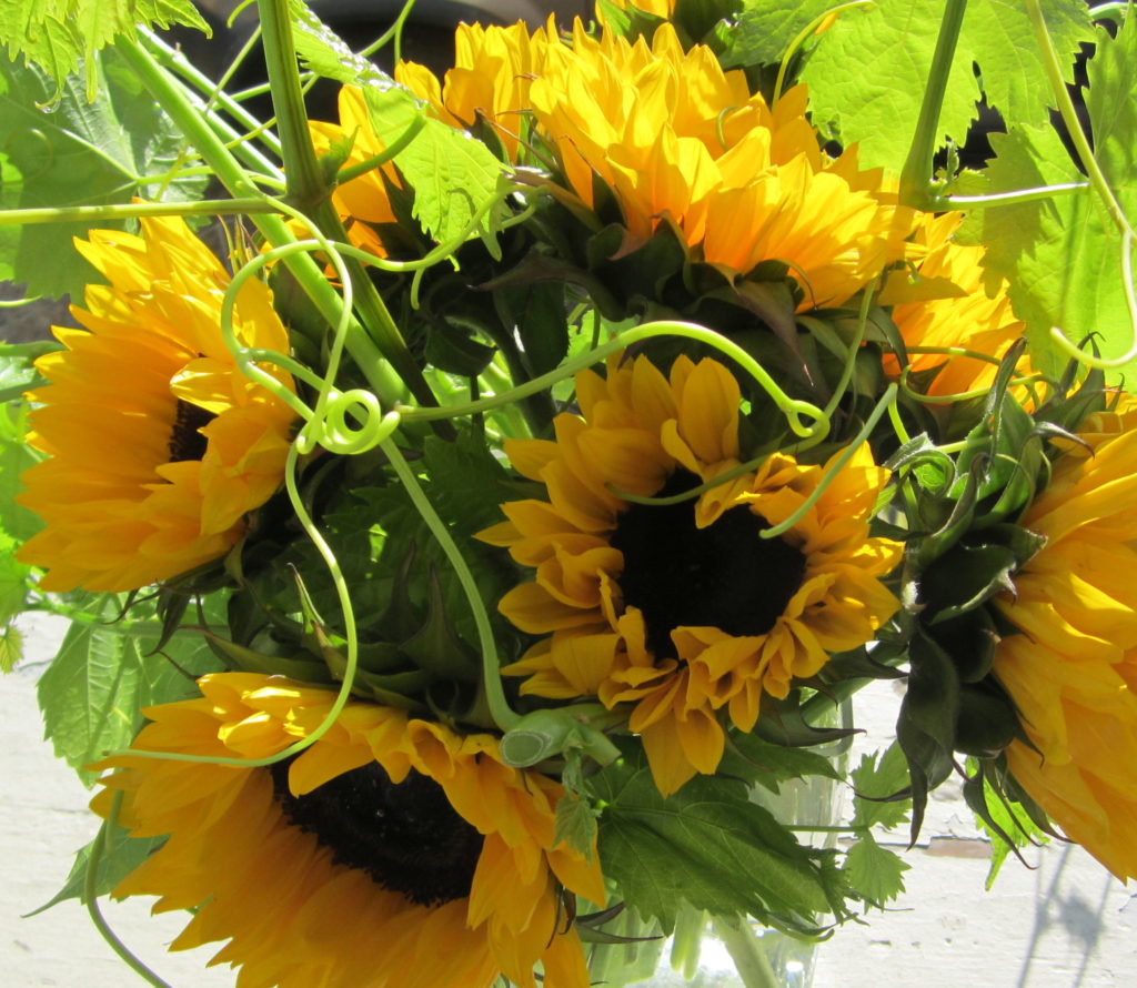 sunflowers and grapevine