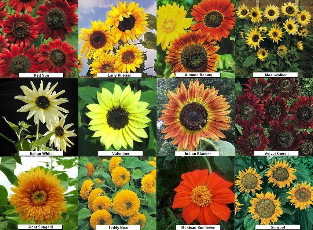 Sunflowercomplilation09