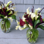 Calla Lily madness!