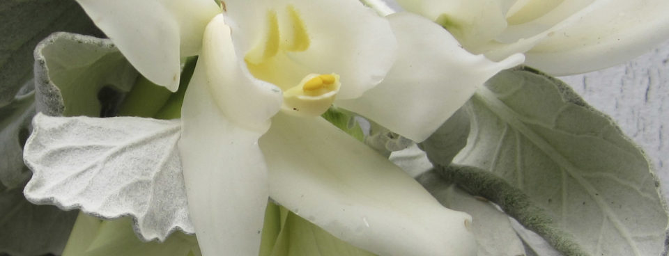 How Heliotrope Happens