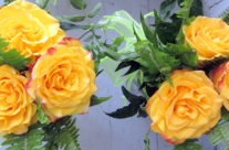 Roses for the New Year