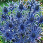 Latin: “desired things”