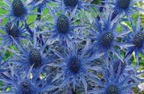 Latin: “desired things”