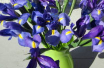 love affair with blue