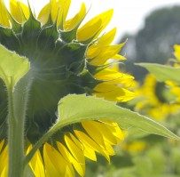 A Milestone: Heliotrope for Hospice- One Year, already!