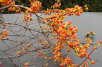 Autumn is in the Air